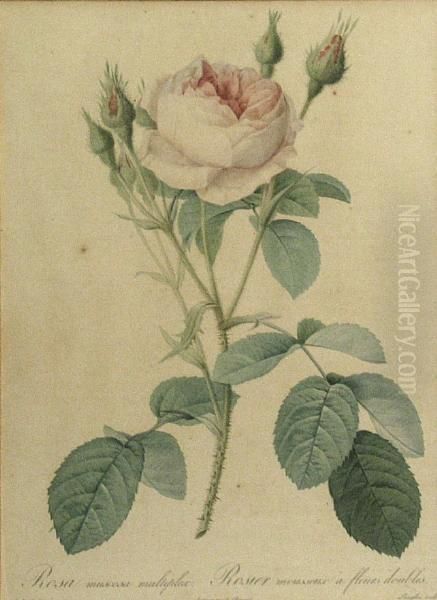 Rosa Alba Foliacea; Rosa Muscosa Multiplex,from Les Roses - view 1