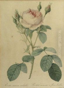 Rosa Alba Foliacea; Rosa Muscosa Multiplex,from Les Roses by Pierre-Joseph Redoute
