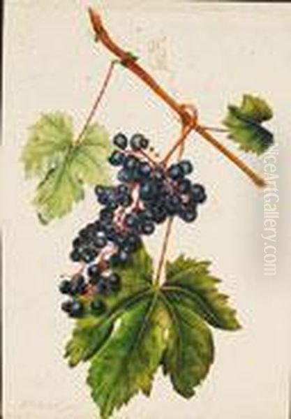 Racimo De Uvas - view 1
