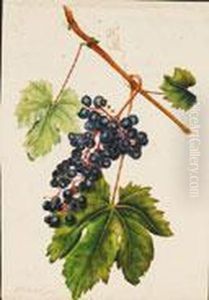 Racimo De Uvas