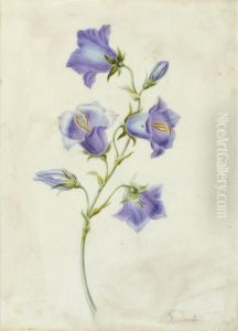 Campanula Carpatica by Pierre-Joseph Redoute