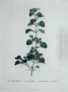 Marrubium Vulgare by Pierre-Joseph Redoute