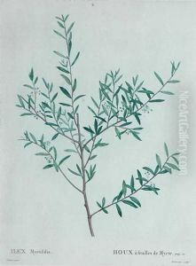 Ilex Myrtifolia by Pierre-Joseph Redoute