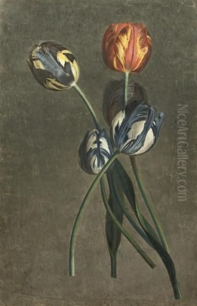 Parrot Tulips - view 1