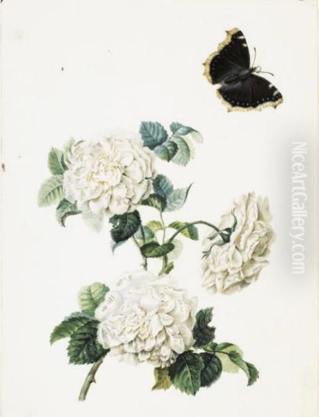 Trois Roses Blanches Et Un Papillon (recto); Esquisse D'unetulipe Jaune (verso) - view 1