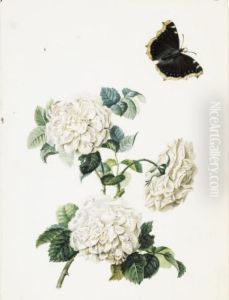 Trois Roses Blanches Et Un Papillon (recto); Esquisse D'unetulipe Jaune (verso) by Pierre-Joseph Redoute