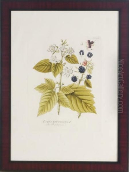 Berries - view 1