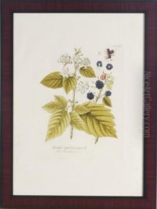 Berries by Pierre-Joseph Redoute