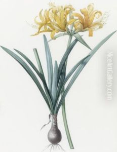 Amaryllis Aurea / Amaryllis Doree by Pierre-Joseph Redoute