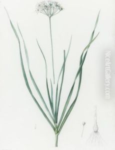 Allium Tataricum / Ail De Tartarie by Pierre-Joseph Redoute