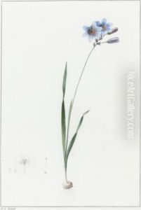 Galaxia Ixraeflora / Galaxia Fleur D'ixia