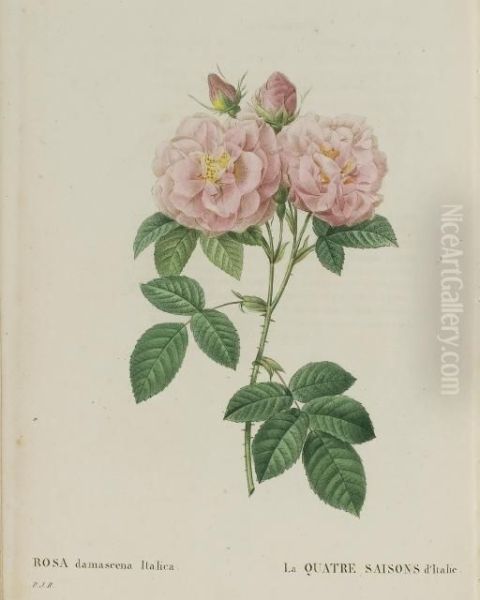 Les Roses - view 1
