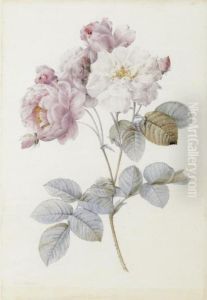 Rosa Damascena (rosa Damascena Miller) by Pierre-Joseph Redoute