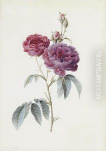 Rosa Gallica (purpuro Violacea-magna)