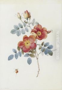 Rosa Eglanteria Var. Punicea