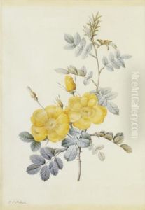 Rosa Eglanteria by Pierre-Joseph Redoute