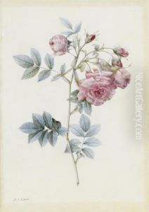 Rosa Rapa by Pierre-Joseph Redoute
