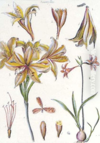 Histoire Naturelle: Six Plates - view 1