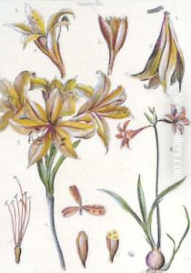 Histoire Naturelle: Six Plates by Pierre-Joseph Redoute
