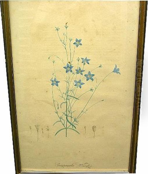 Set Of Four Botanical Prints - view 1