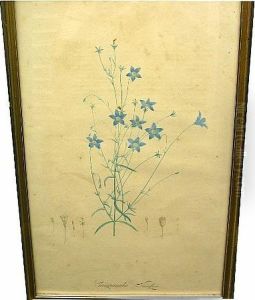 Set Of Four Botanical Prints by Pierre-Joseph Redoute