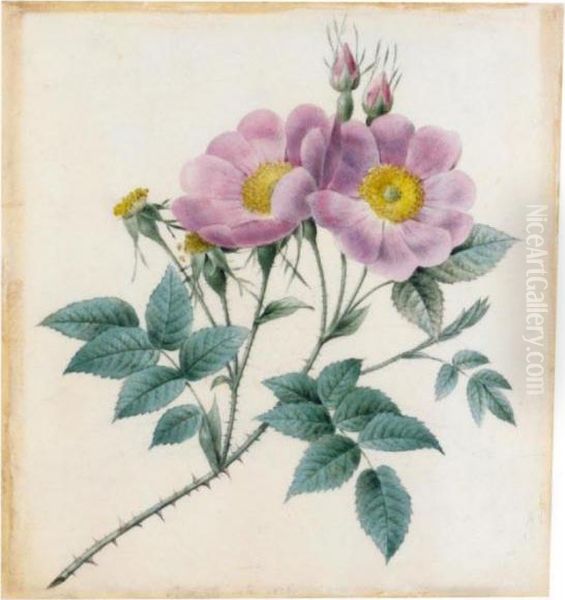 Wild Roses - view 1