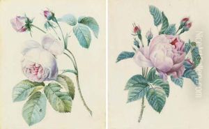 Une Rose Avec Trois Bourgeons; Et Deux Roses Avec Deuxbourgeons by Pierre-Joseph Redoute