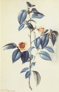 Redoute - Camellia Japonica by Pierre-Joseph Redoute