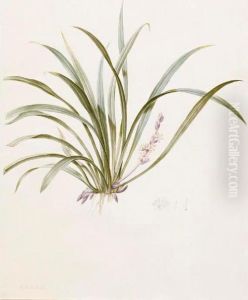 Sanseviera Carnea by Pierre-Joseph Redoute