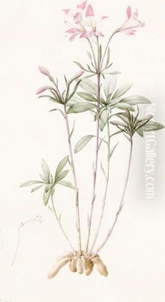 Alstroemeria Ligtu "inca Lily" - view 1