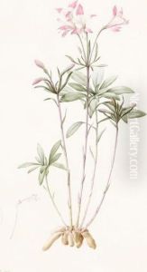 Alstroemeria Ligtu "inca Lily"