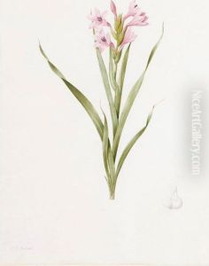 Gladiolus Laccatus by Pierre-Joseph Redoute