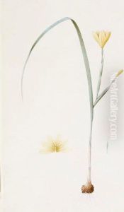 Sisyrinchium Collinum
