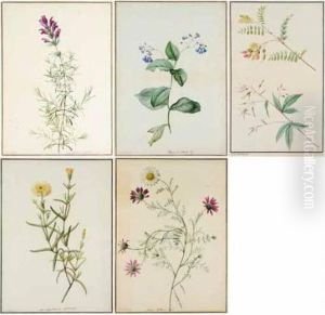 A Group Of 5 Original Watercolour Drawings Of Plants. French, Late-eighteenth Century by Pierre-Joseph Redoute