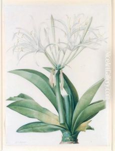 A Caribbean New World Pancratius Lily (