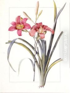 Hemerocallis Fulva "day Lily" by Pierre-Joseph Redoute