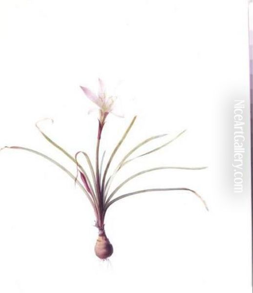 Amaryllis Atamasco - view 1