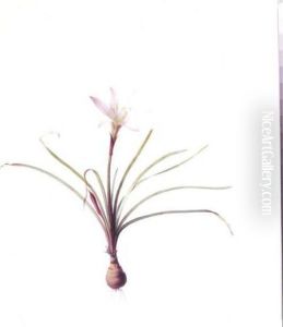 Amaryllis Atamasco by Pierre-Joseph Redoute