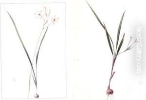 Gladiolus Inclinatus And Ixia Longifora: A Pair Of Drawings by Pierre-Joseph Redoute