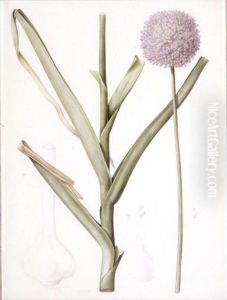 Allium Ampeloprasum by Pierre-Joseph Redoute
