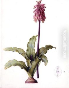 Veltheimia Capensis by Pierre-Joseph Redoute