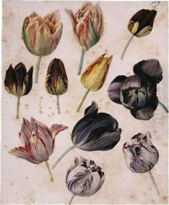 Study Of Eleven Tulips by Pierre-Joseph Redoute