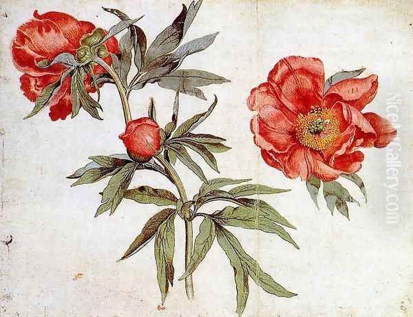 Study of Peonies c. 1472 - view 1