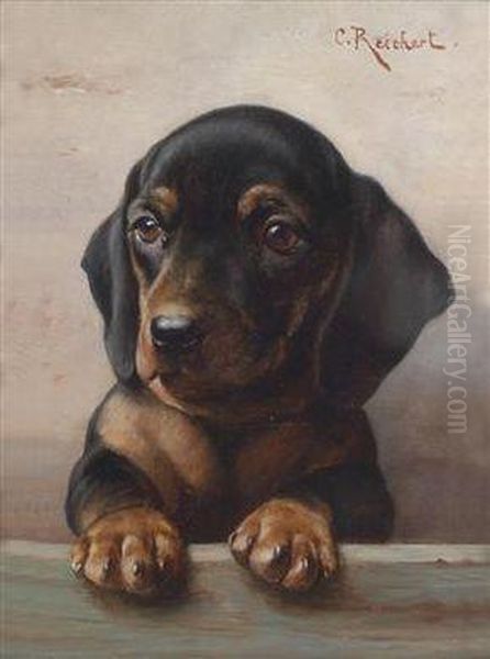 "young Dachshund" - view 1
