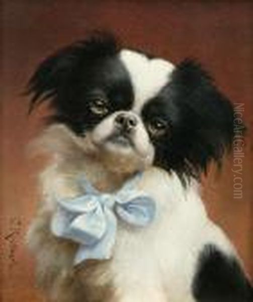 Japanese Chin - view 1