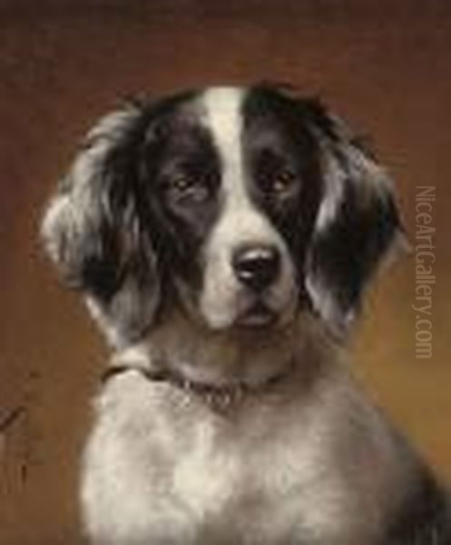 Study Of A Spaniel - view 1