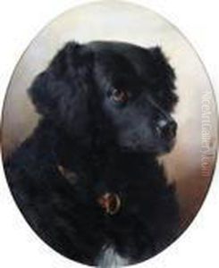 Schwarzer Hund Schwarzer Hund