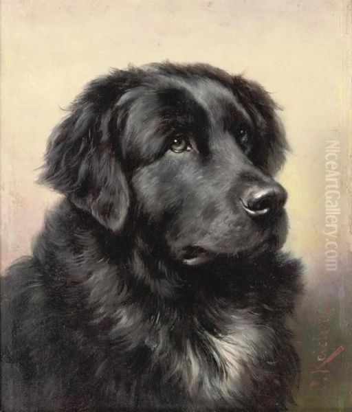 A Newfoundlander - view 1