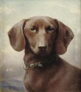A Dachshund