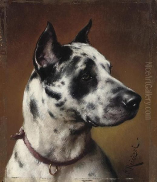 A Great Dane - view 1